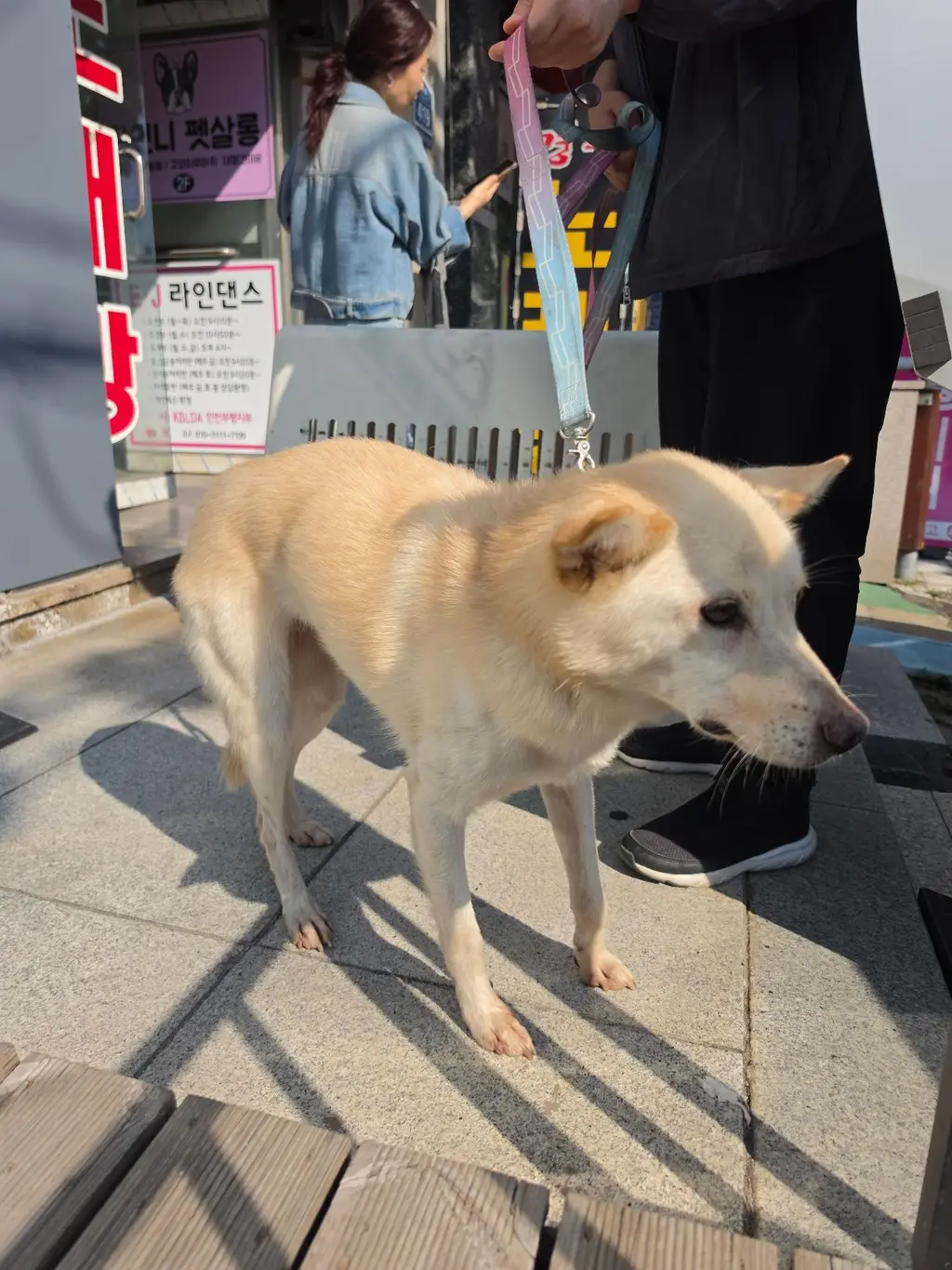 진도견 보호중 사진
