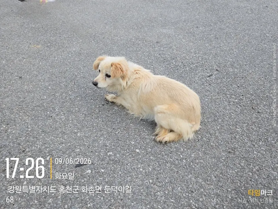 믹스견 보호중 사진