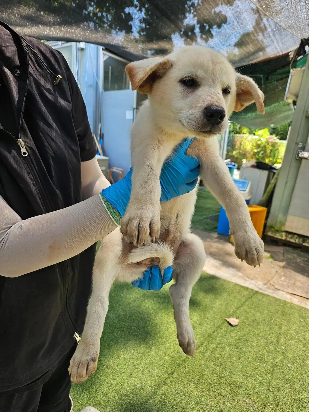 믹스견 보호중 사진
