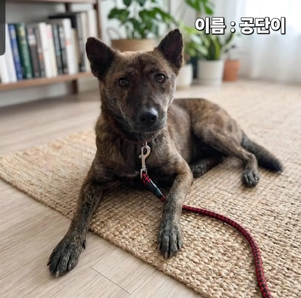 기타 보호중 사진