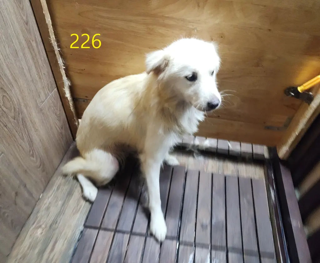 믹스견 보호중 사진