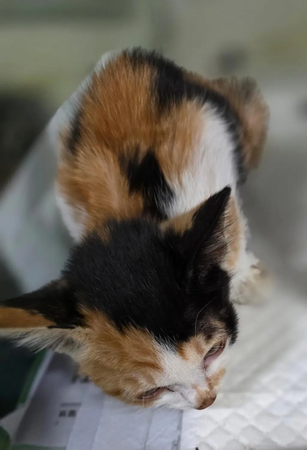 한국 고양이 보호중 사진