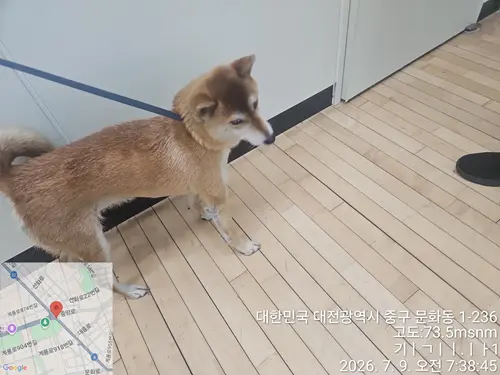 시바 보호중 사진