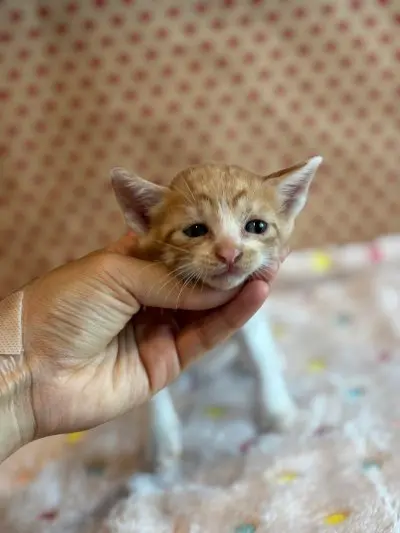 믹스묘 보호중 사진