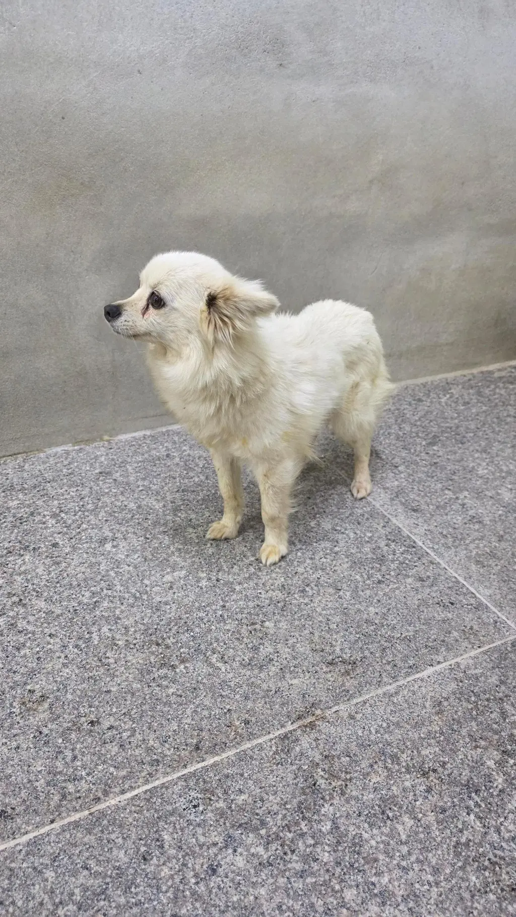 믹스견 보호중 사진
