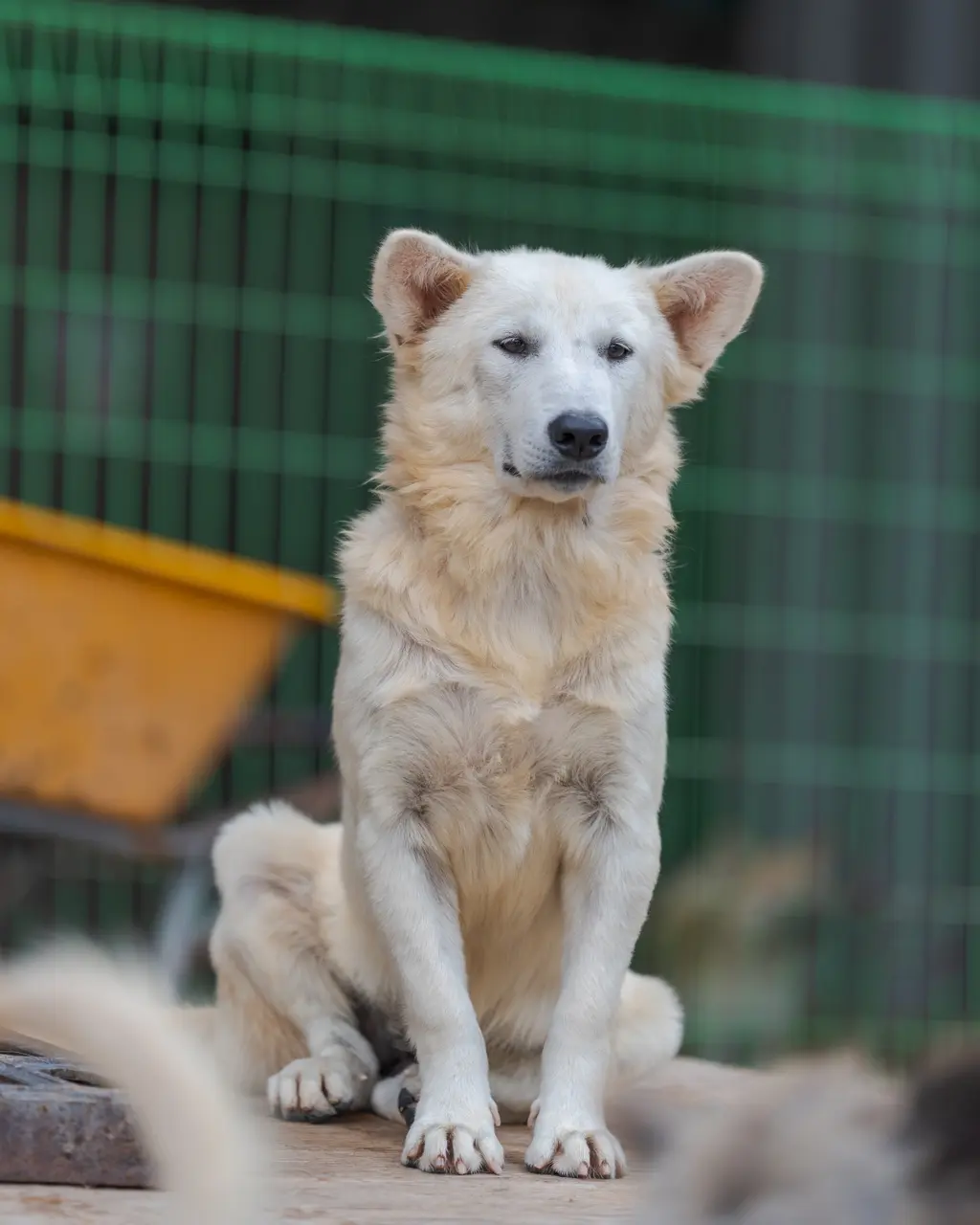 믹스견 보호중 사진