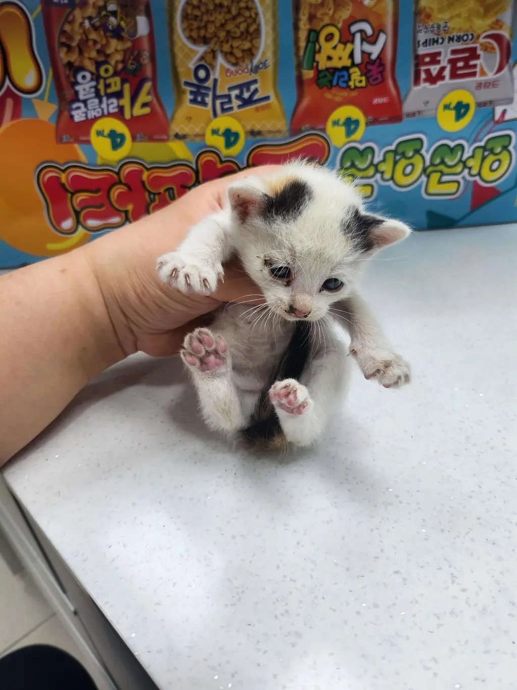 한국 고양이 보호중 사진