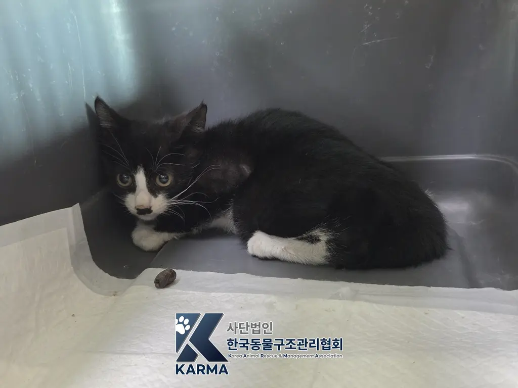 한국 고양이 보호중 사진