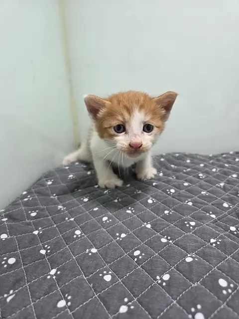 한국 고양이 보호중 사진