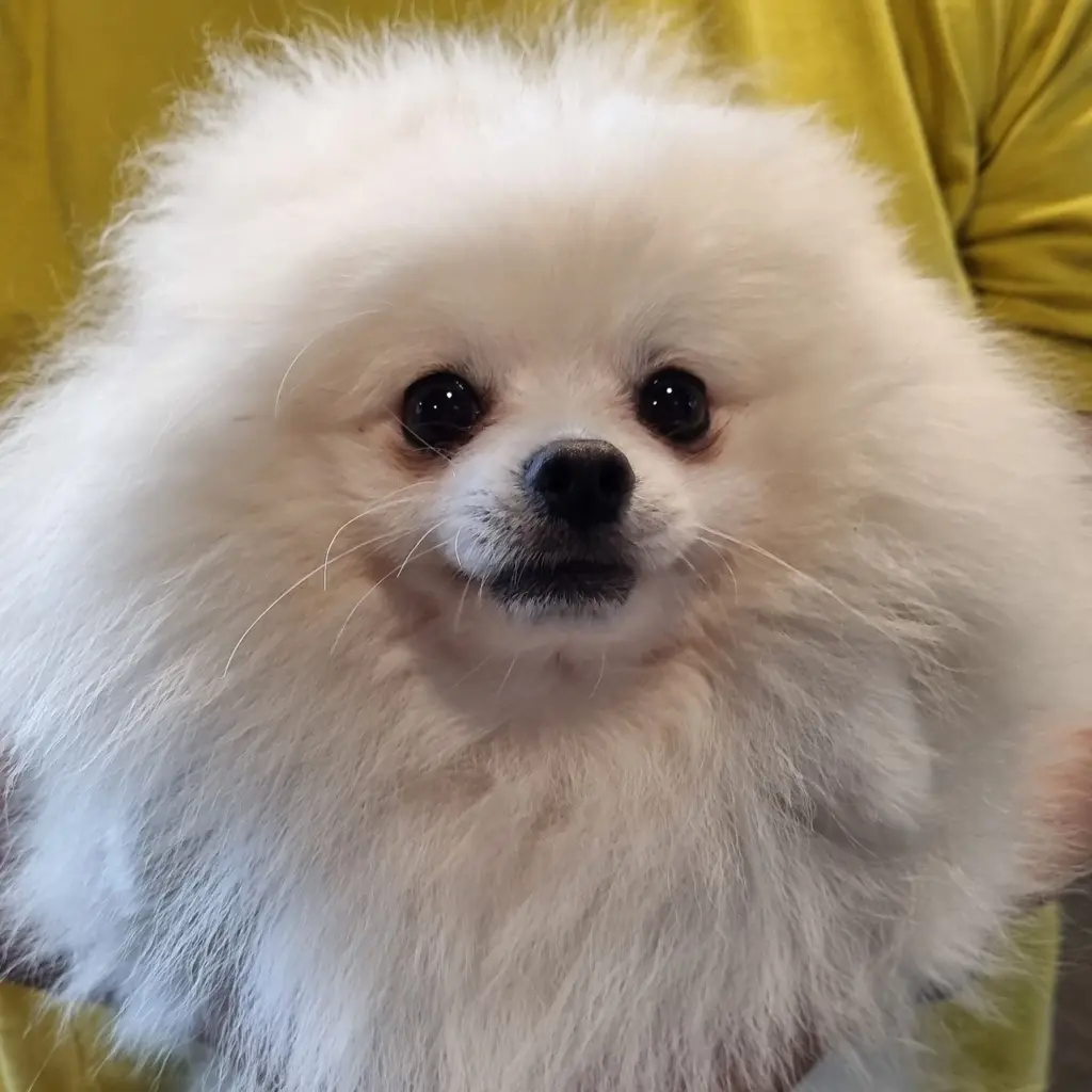 포메라니안 보호중 사진