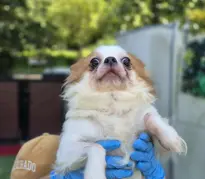 치와와 보호중 사진