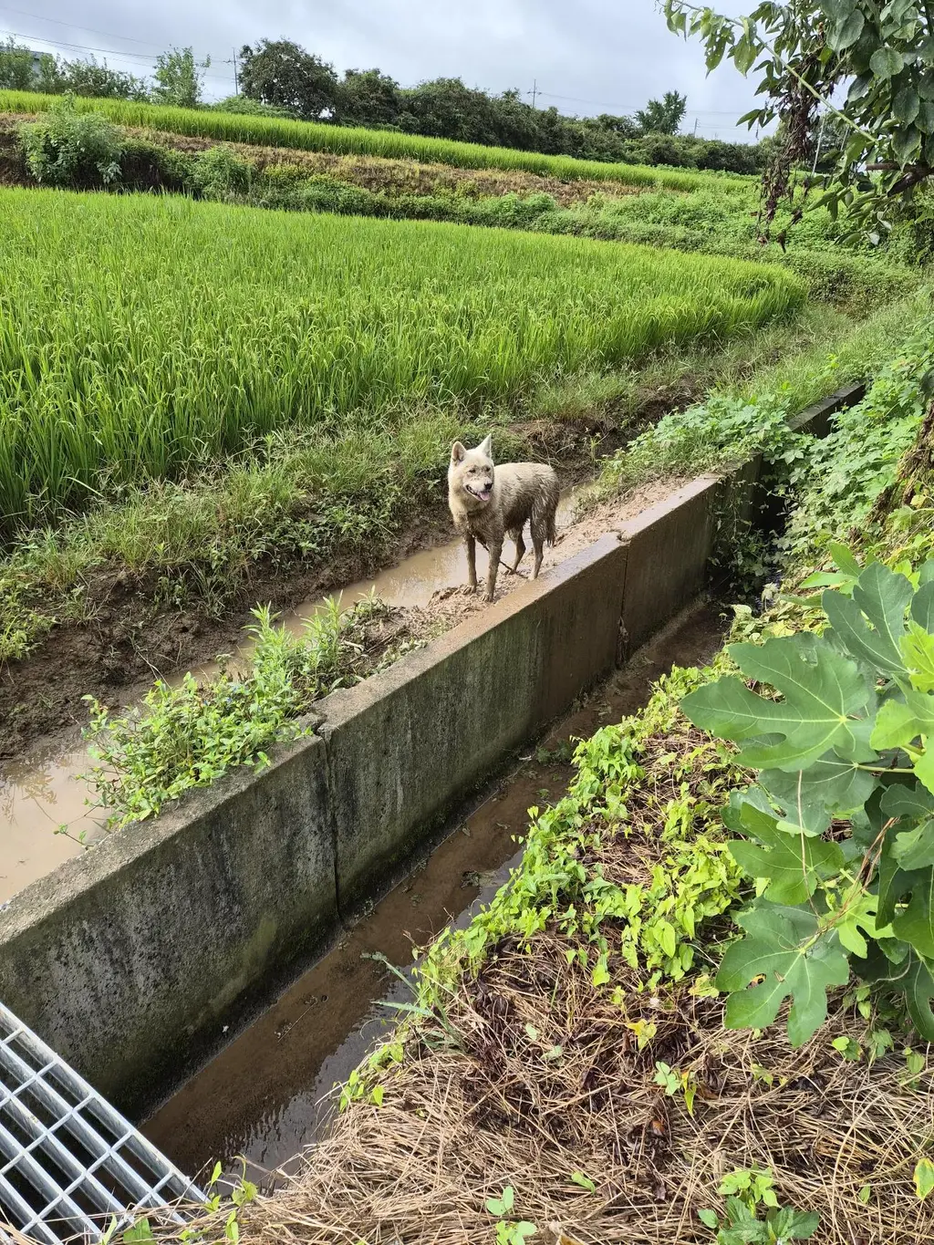 믹스견 보호중 사진