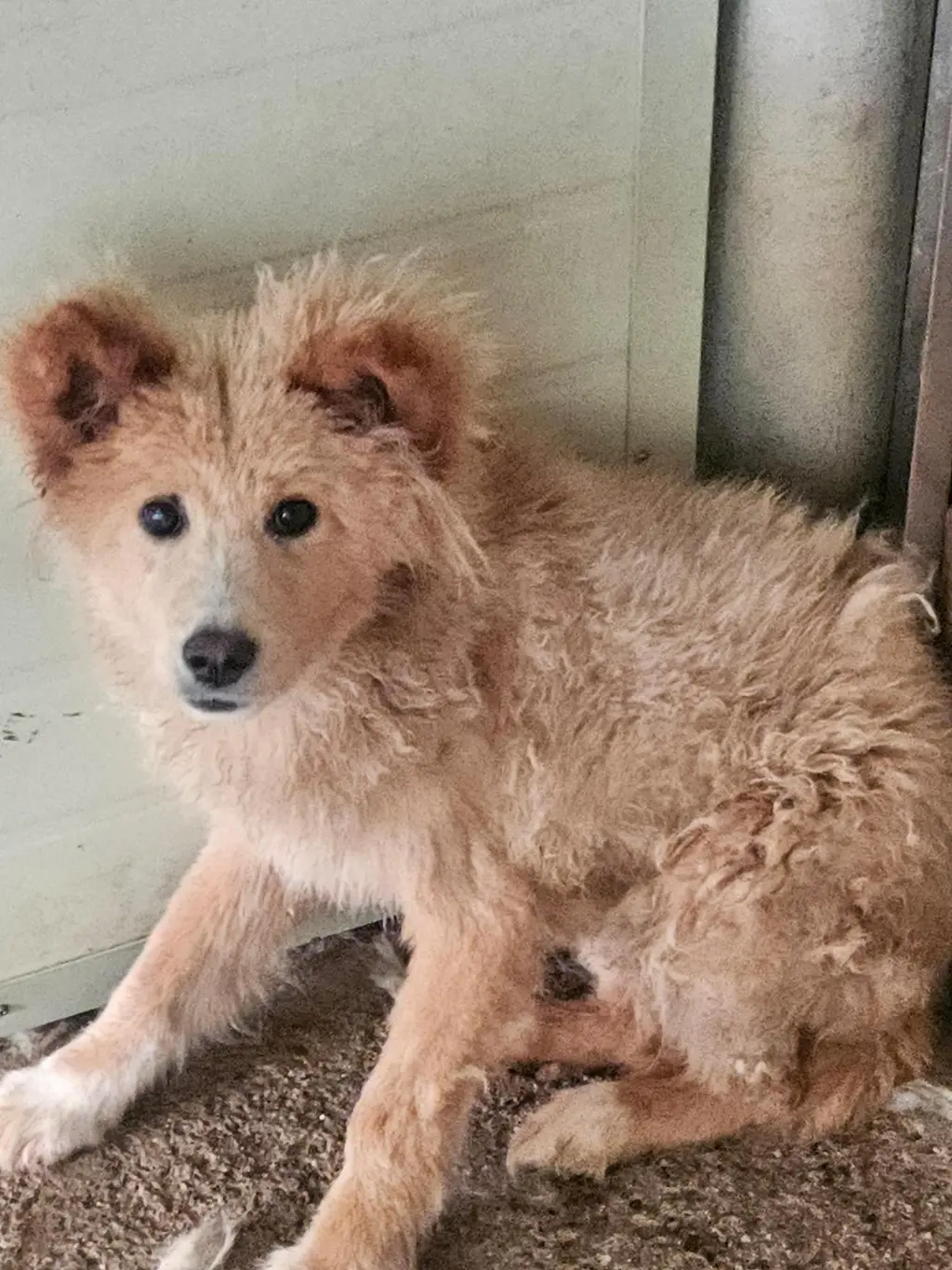 믹스견 보호중 사진