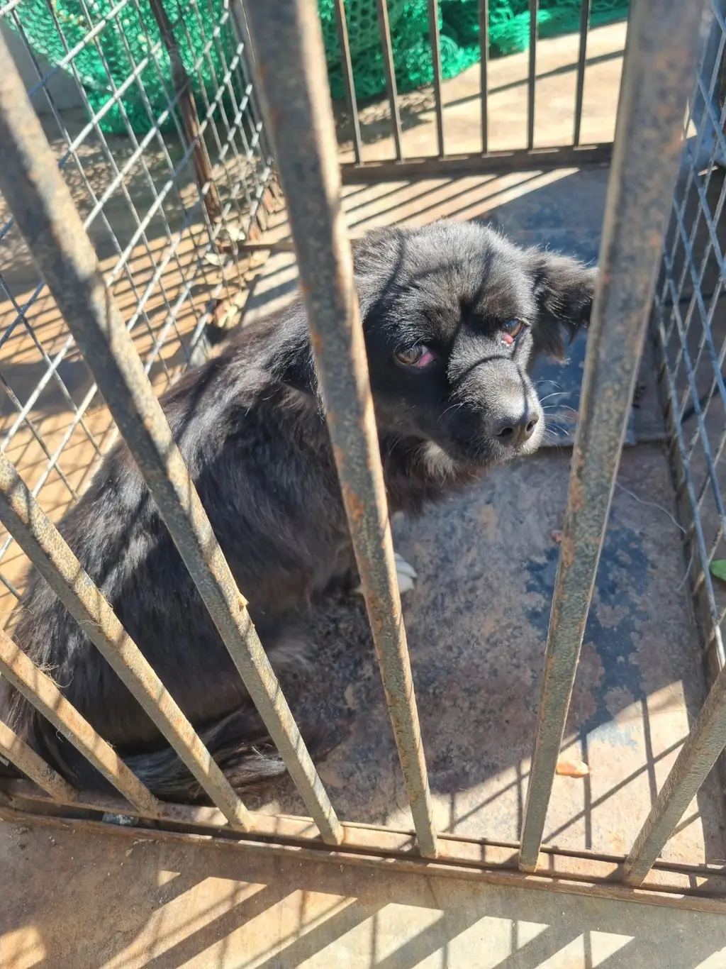 믹스견 보호중 사진