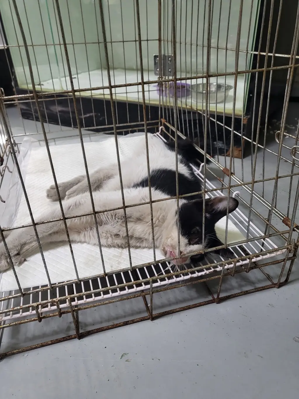 한국 고양이 보호중 사진