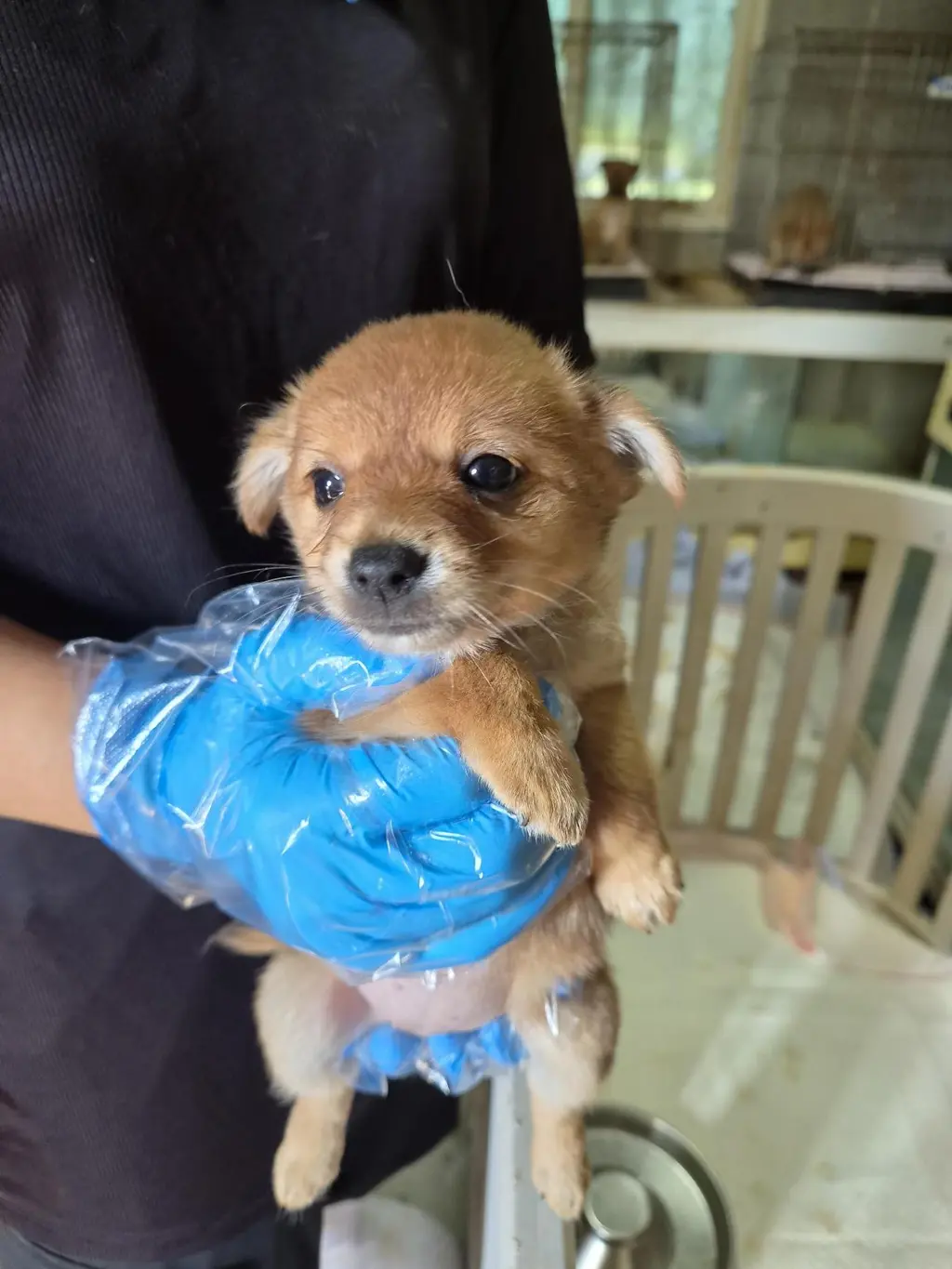 믹스견 보호중 사진