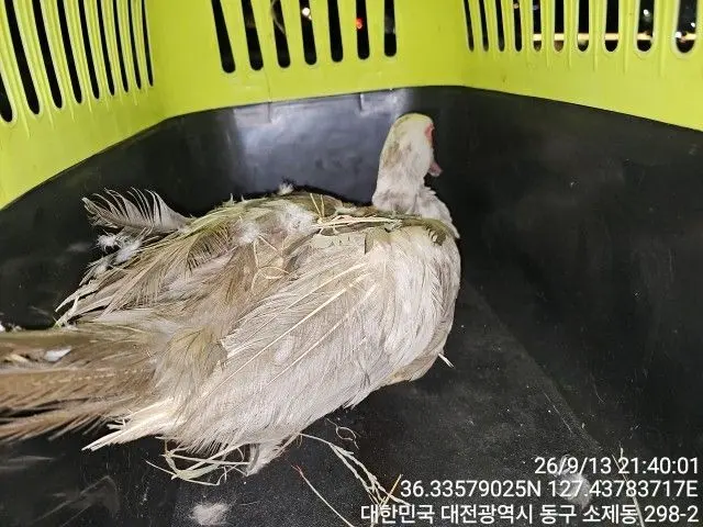 기타축종 보호중 사진