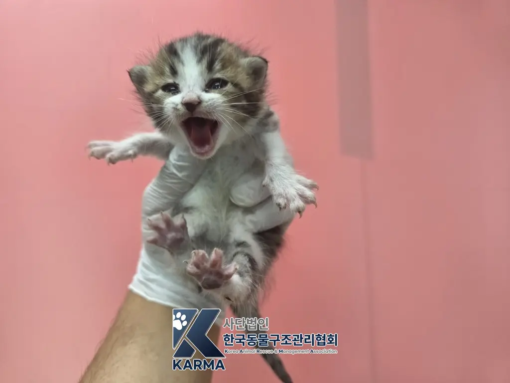 한국 고양이 보호중 사진