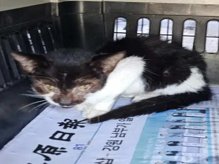 한국 고양이 보호중 사진