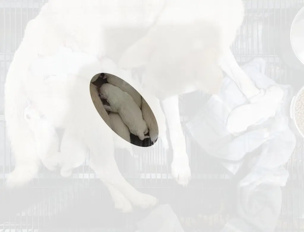 진도견 보호중 사진