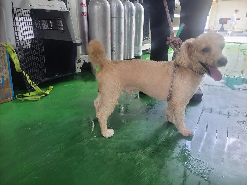 푸들 보호중 사진