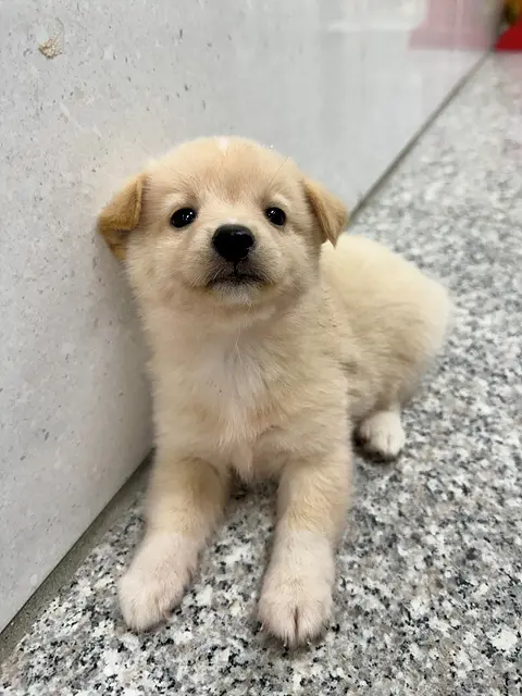 믹스견 보호중 사진