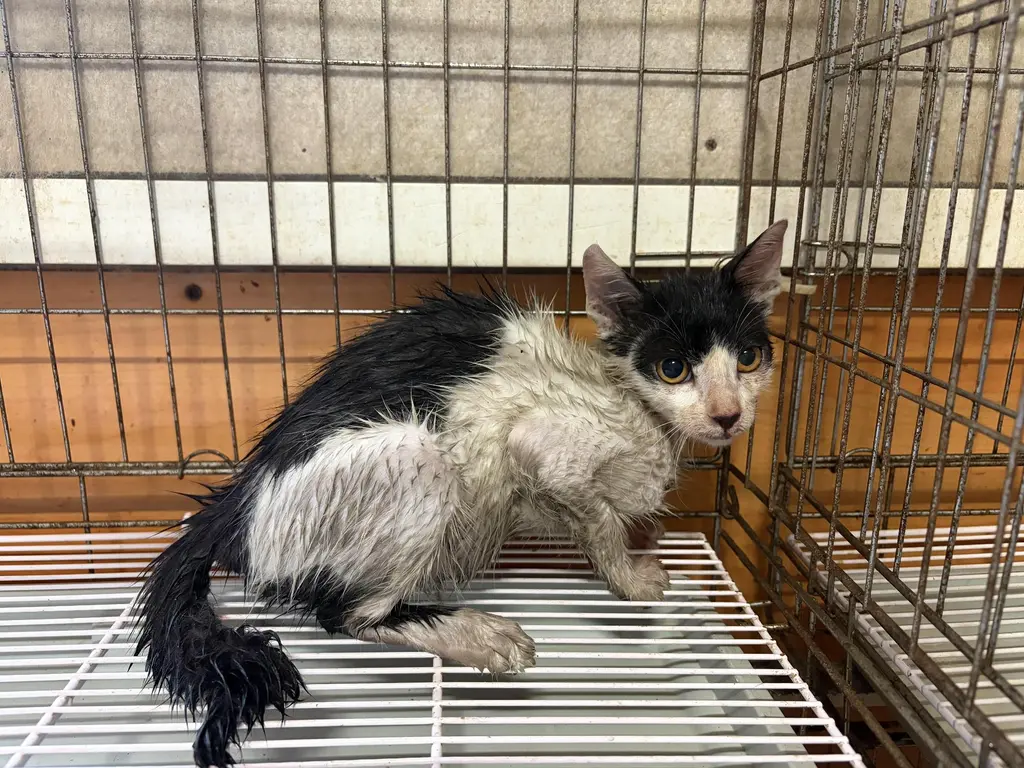 한국 고양이 보호중 사진