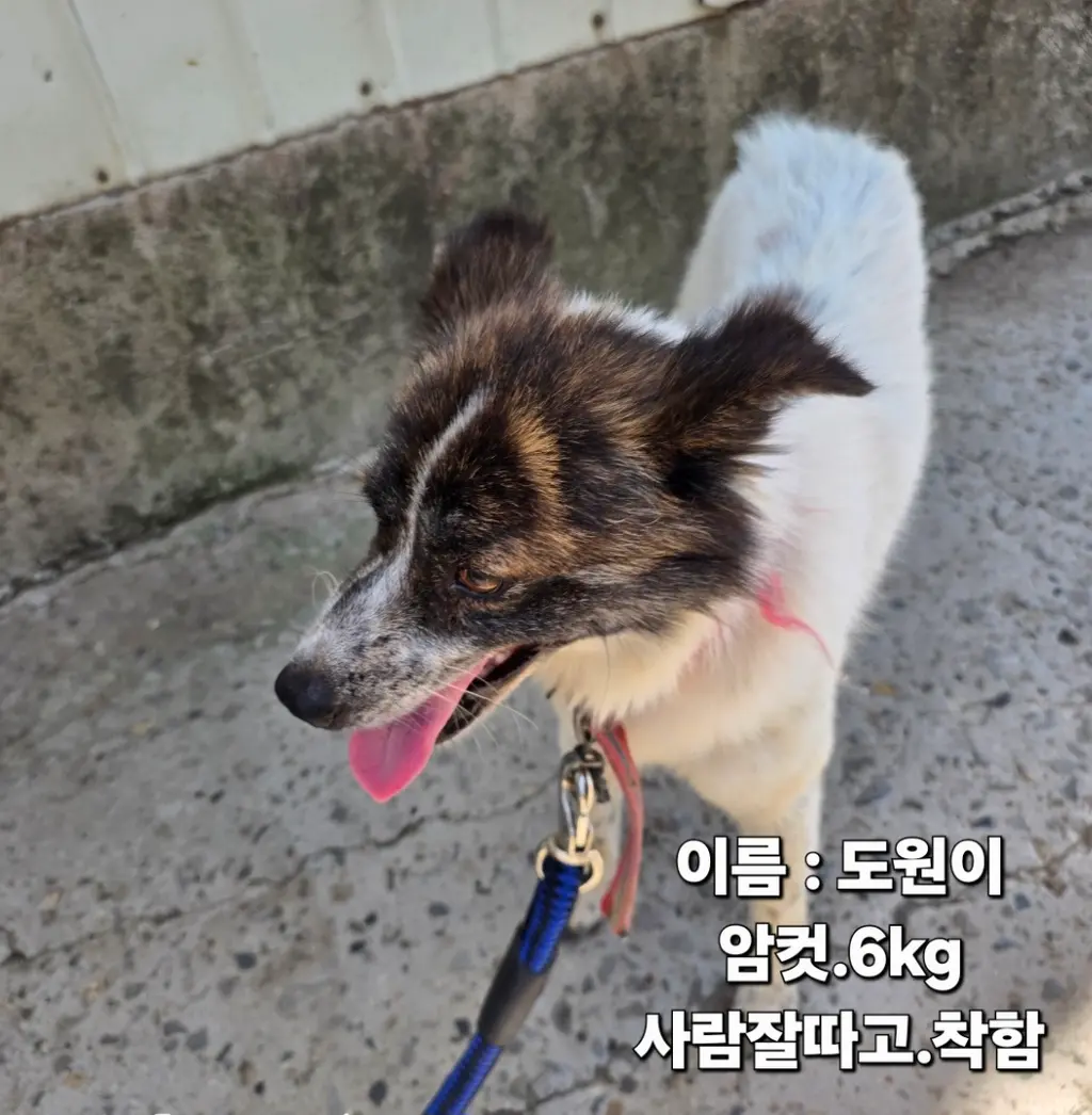 기타 보호중 사진