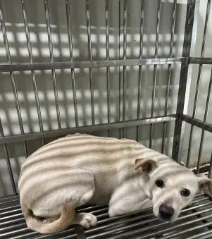 믹스견 보호중 사진