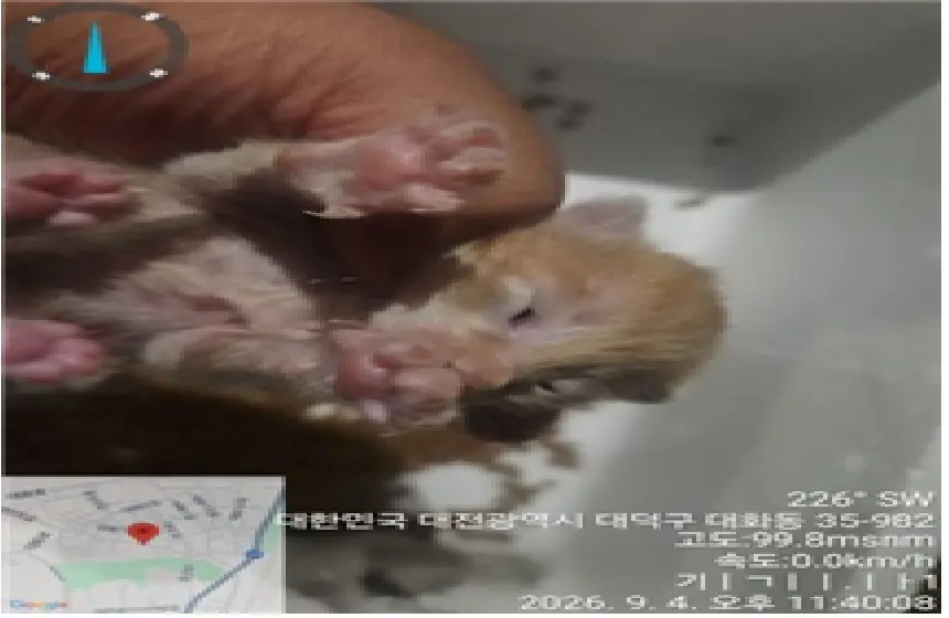 한국 고양이 보호중 사진