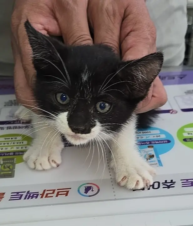 한국 고양이 보호중 사진