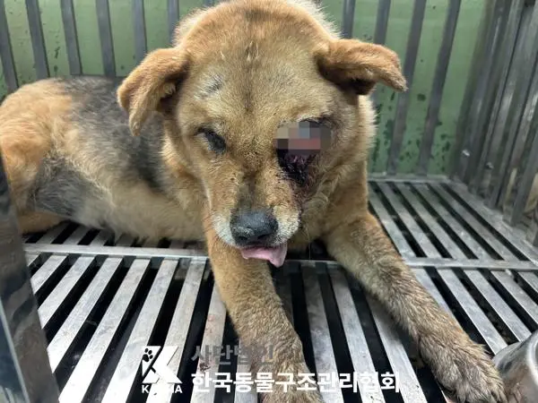 믹스견 보호중 사진