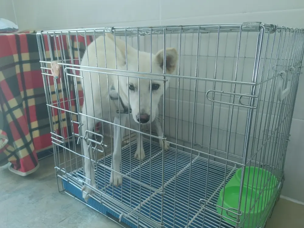 믹스견 보호중 사진
