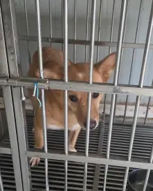 믹스견 보호중 사진