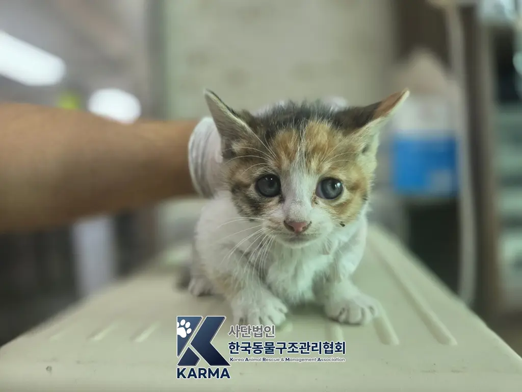 한국 고양이 보호중 사진