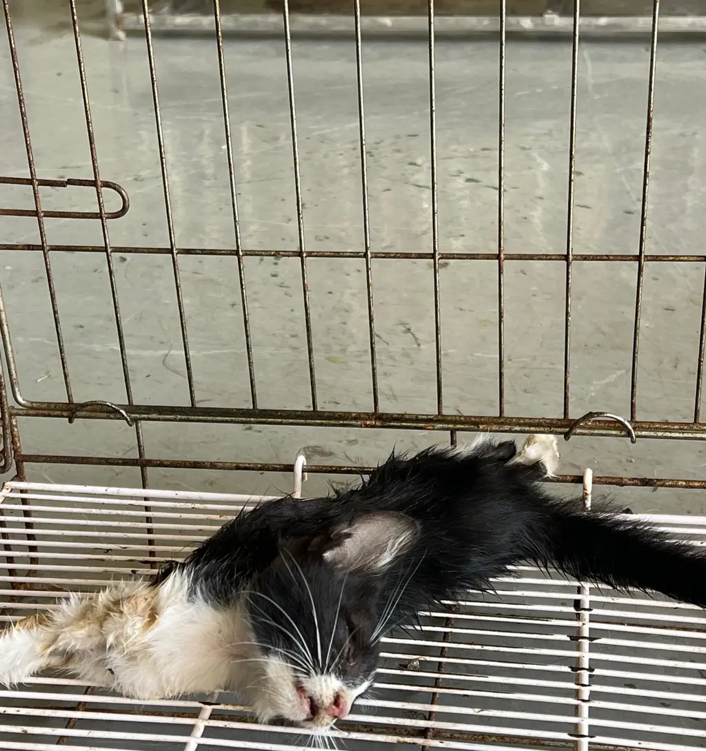 한국 고양이 보호중 사진