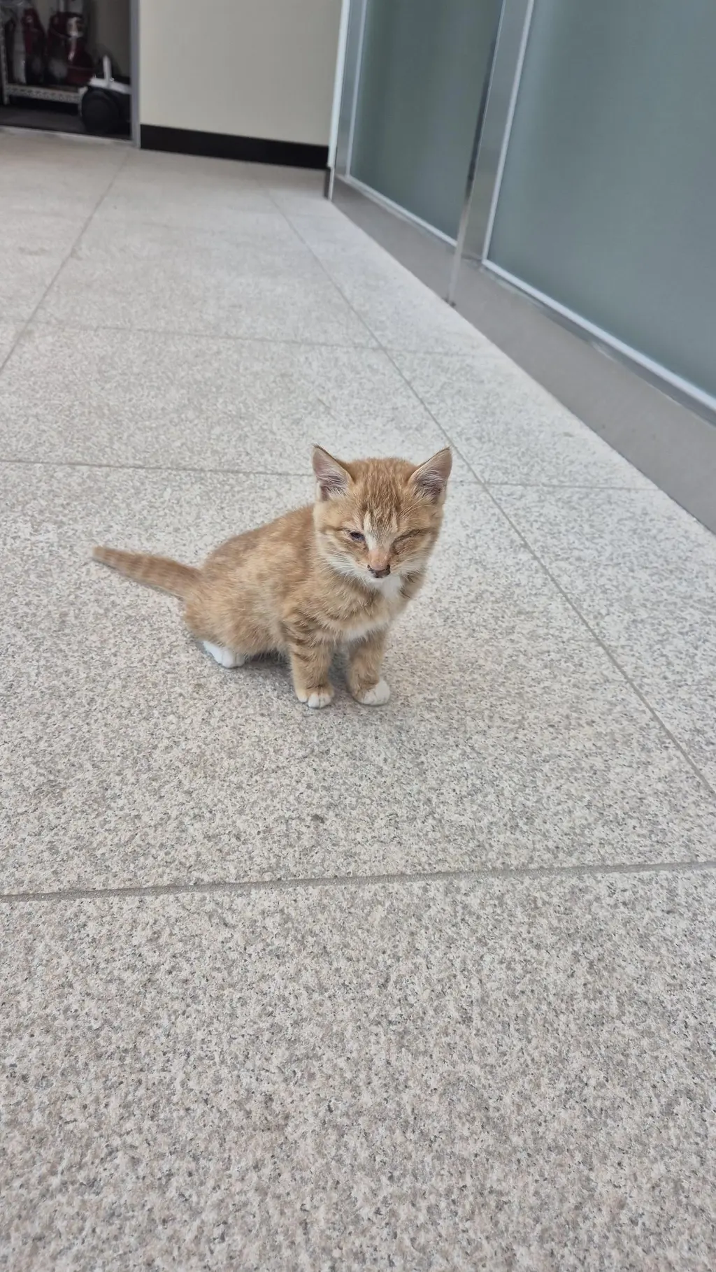 한국 고양이 보호중 사진
