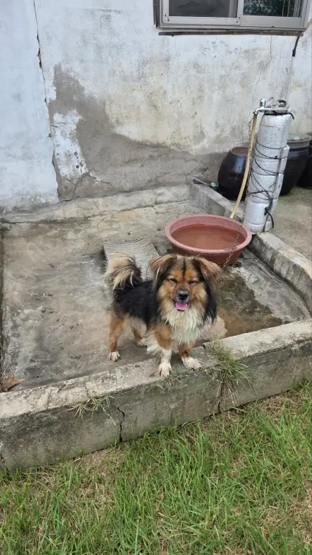 믹스견 보호중 사진