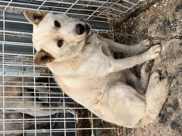 믹스견 보호중 사진