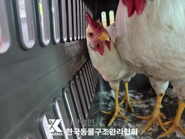 기타축종 보호중 사진
