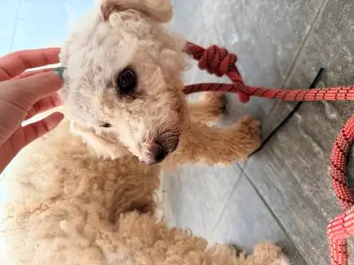 푸들 보호중 사진