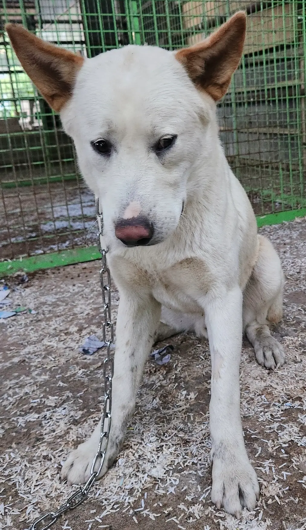 믹스견 보호중 사진