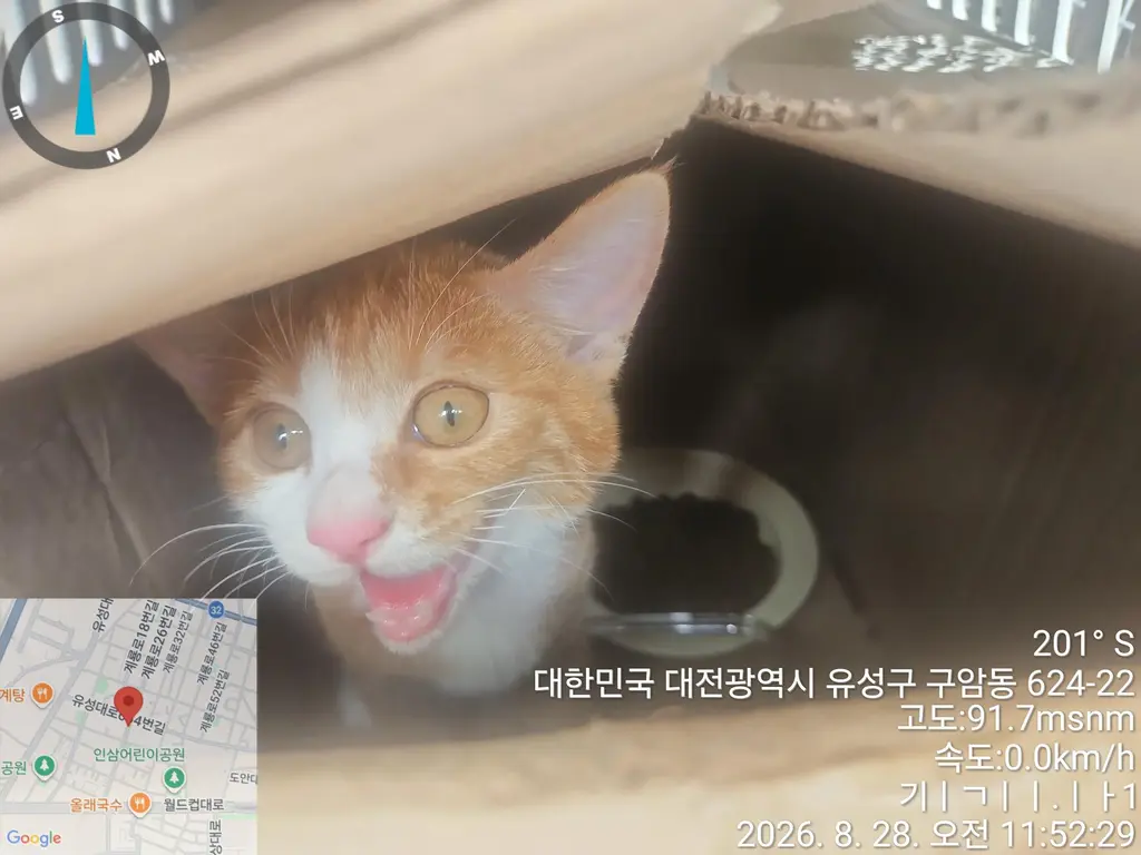 한국 고양이 보호중 사진