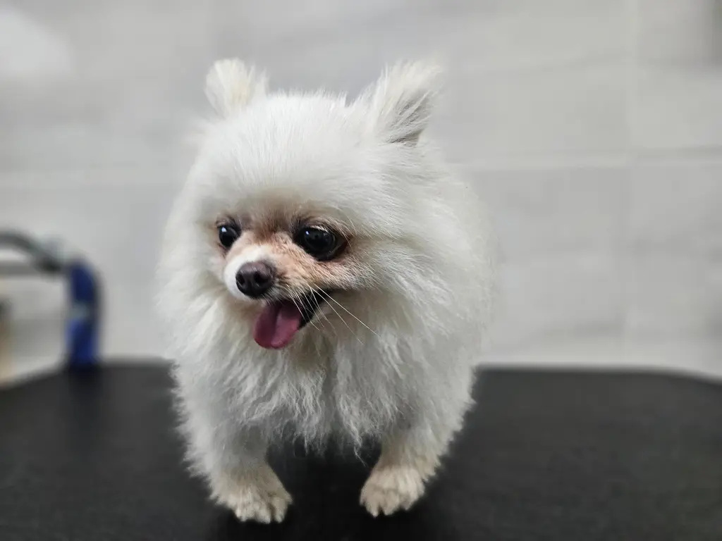 포메라니안 보호중 사진