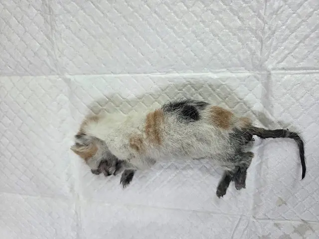 한국 고양이 보호중 사진