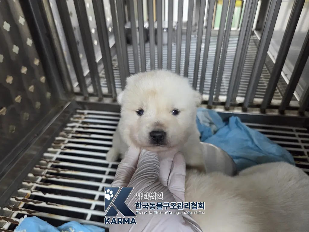 믹스견 보호중 사진