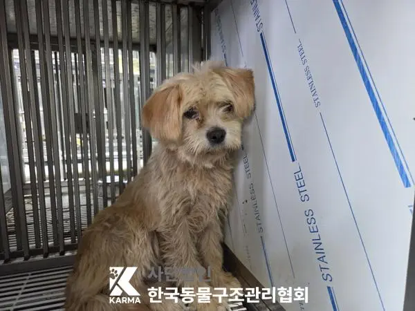 믹스견 보호중 사진