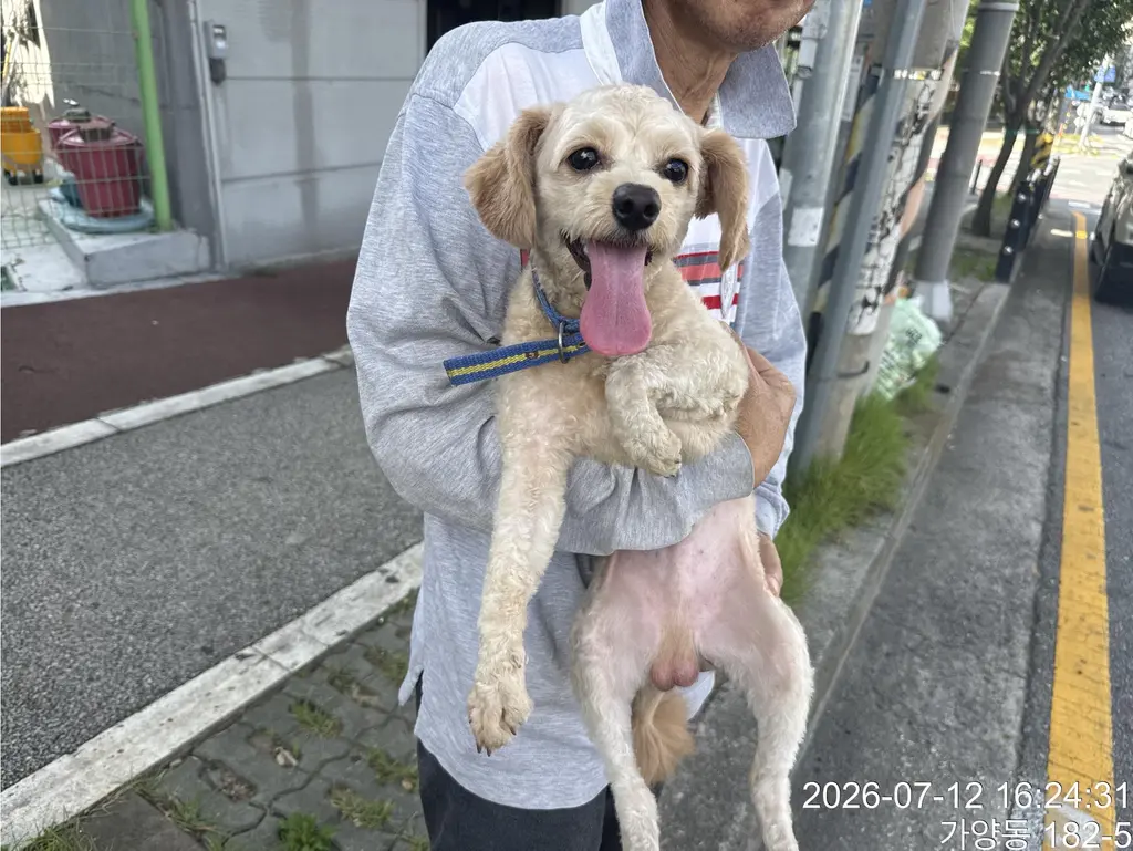 믹스견 보호중 사진
