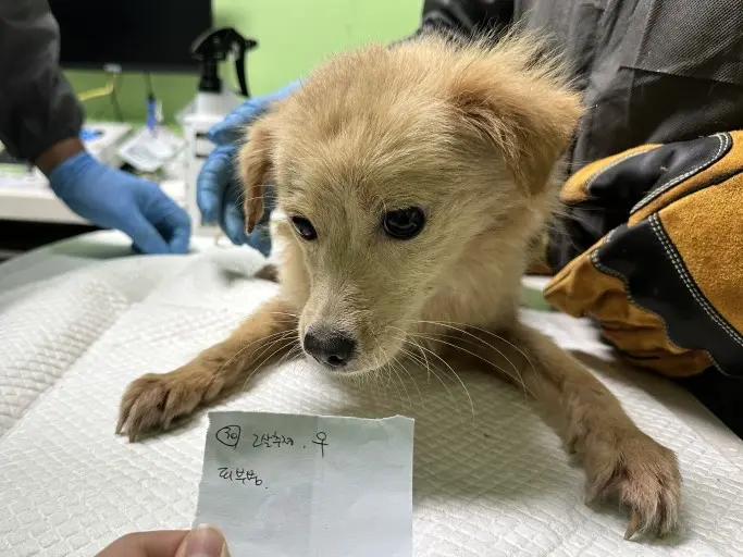 믹스견 보호중 사진