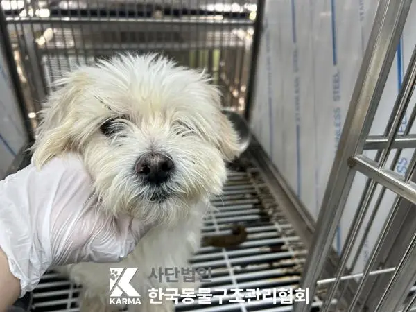 말티즈 보호중 사진